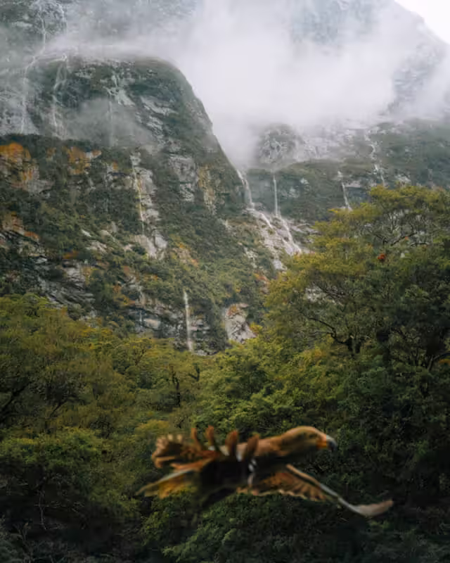 Blurred bird flying over dense green forest with rocky mountains and misty clouds in the background.