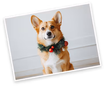 Corgi dog wearing a festive green wreath with red berries around its neck, sitting indoors against a white wall.