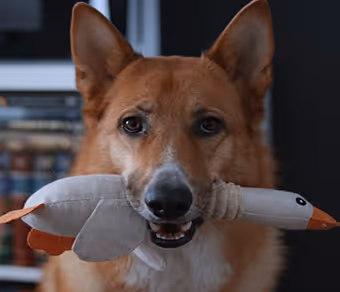 Dog holding a stuffed toy bird in its mouth indoors.