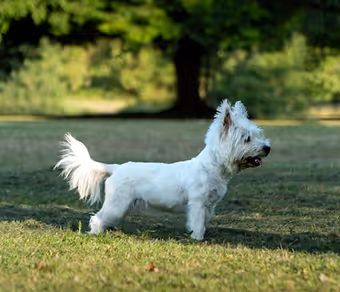 Small white dog standing on grass with a blurred background of trees and bushes.