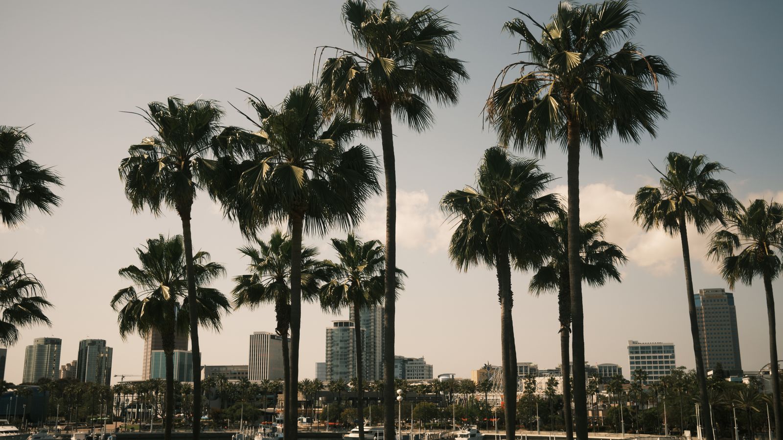 Palm trees along a waterfront with a city skyline in the background