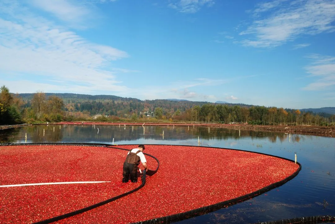 Cranberry Bogs