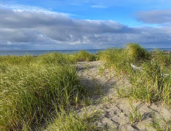 A foredune with the invasive European dune grass.