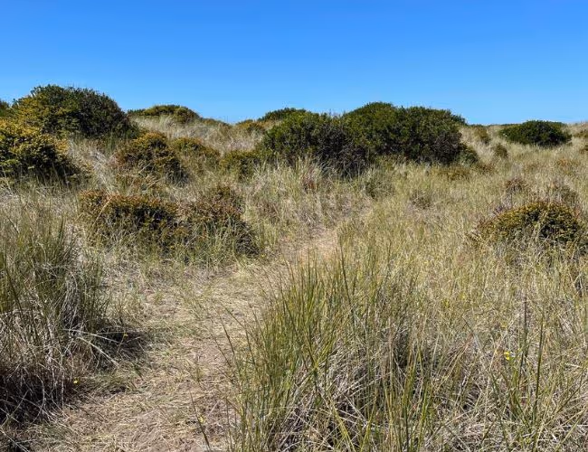 The high dune ecosystem has a greater diversity of plants than the foredune and beach strand ecosystems.