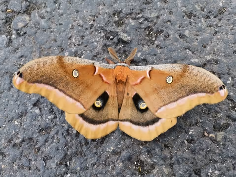 Polyphemus Moth