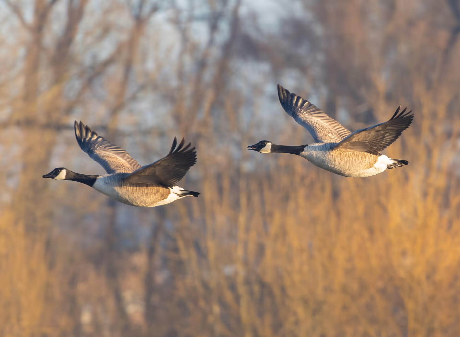Changing Seasons on the Pacific Flyway