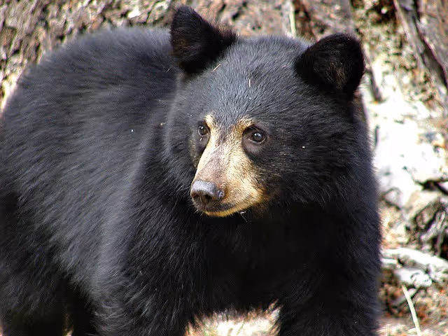 Everything You Need to Know About Black Bears: Part 1
