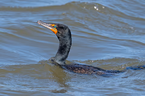 Double-Crested Cormorants