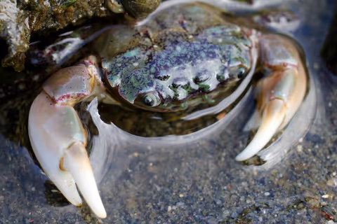 Hairy Shore Crab
