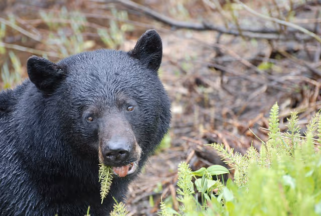 Everything You Need to Know About Black Bears: Part 3