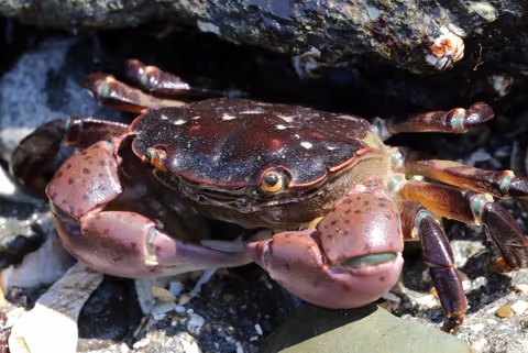 Purple Shore Crabs