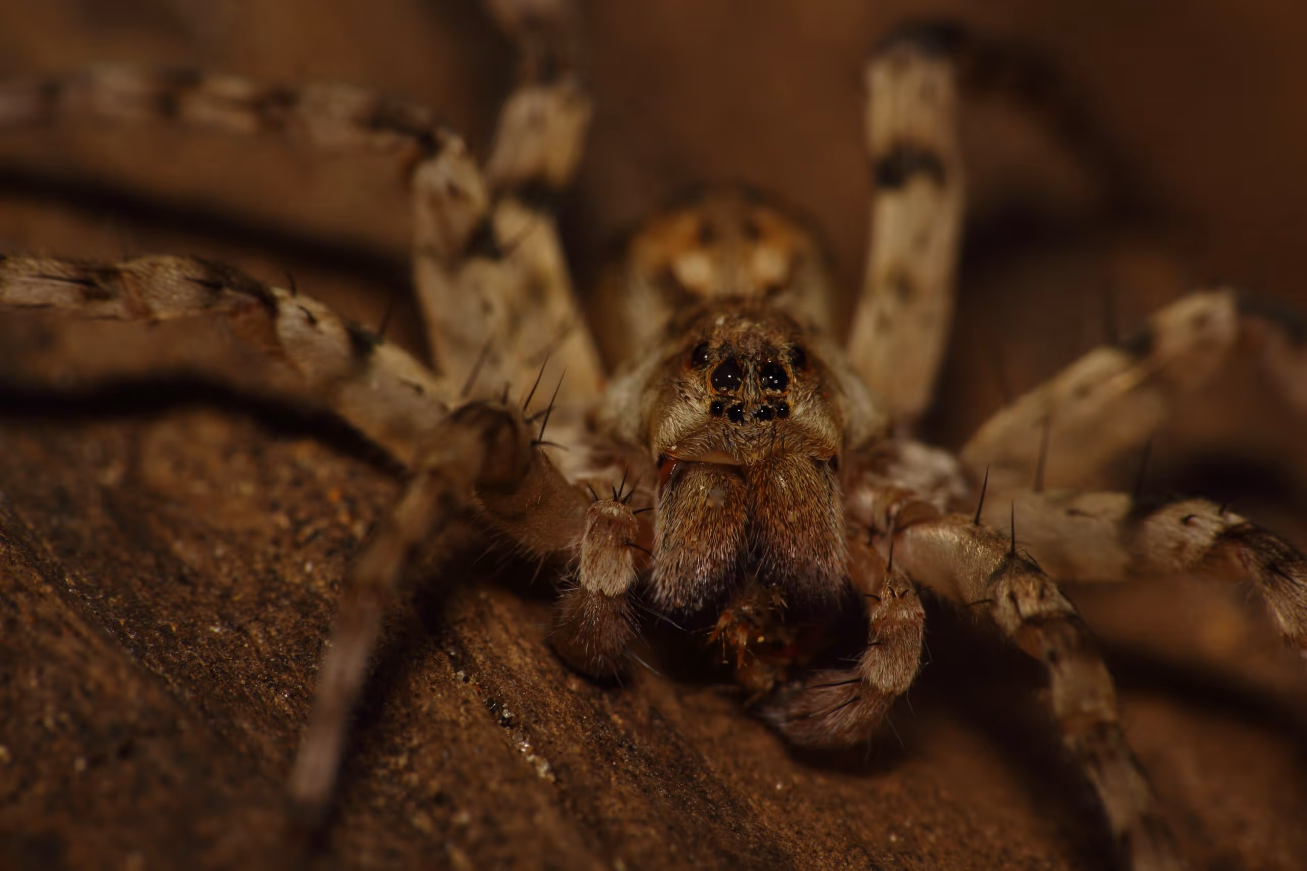 Wolf Spiders - Fast Sprinters and Deadly Hunters