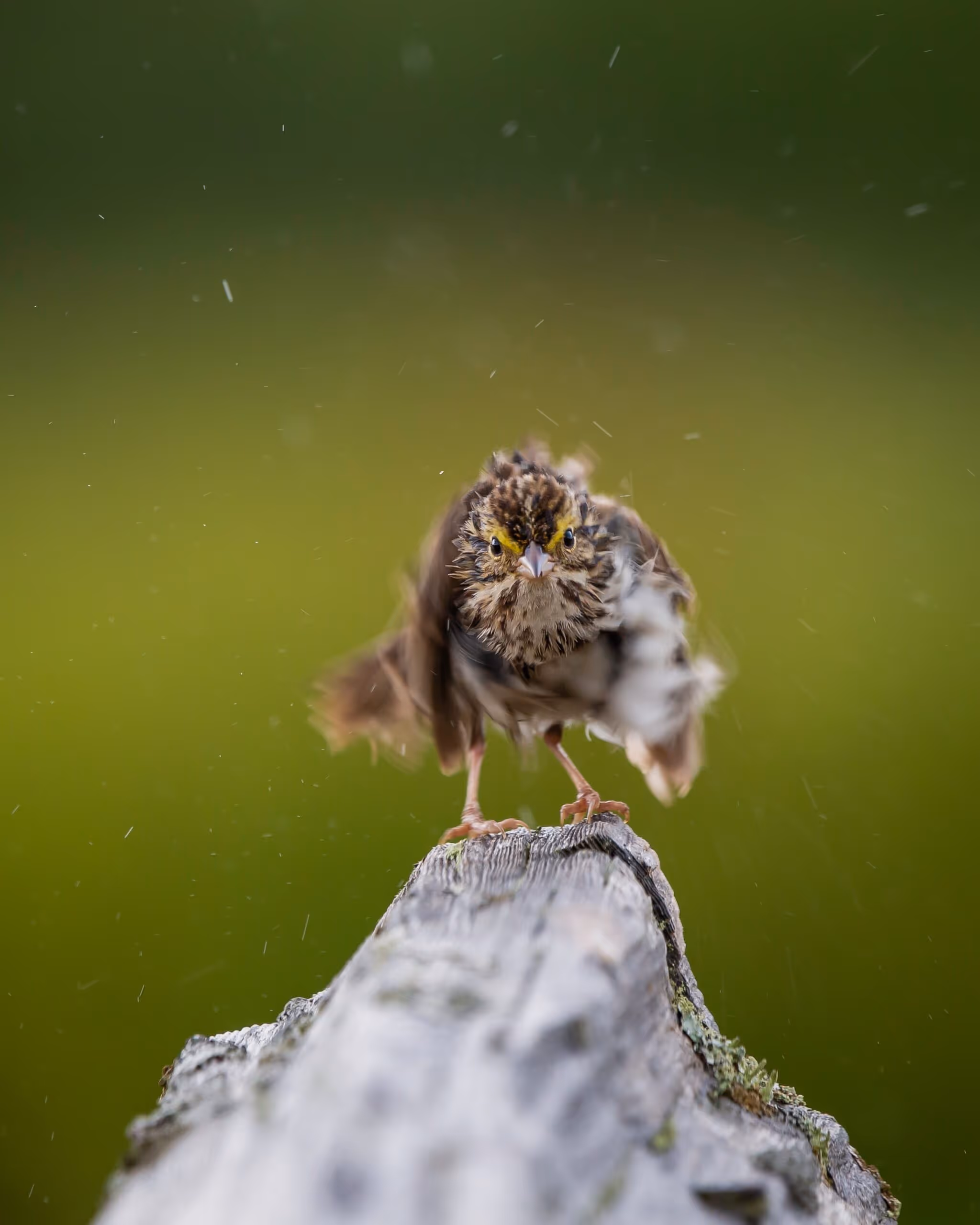 What Do Birds Do During Storms?