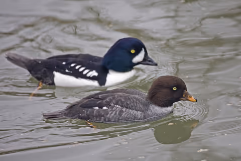 Barrow's Goldeneye