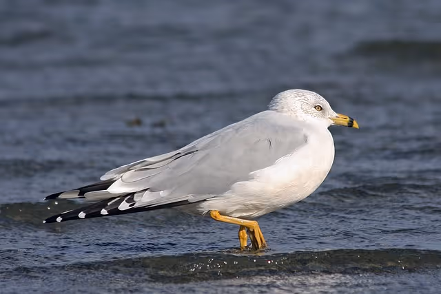 Ring-billed Gulls