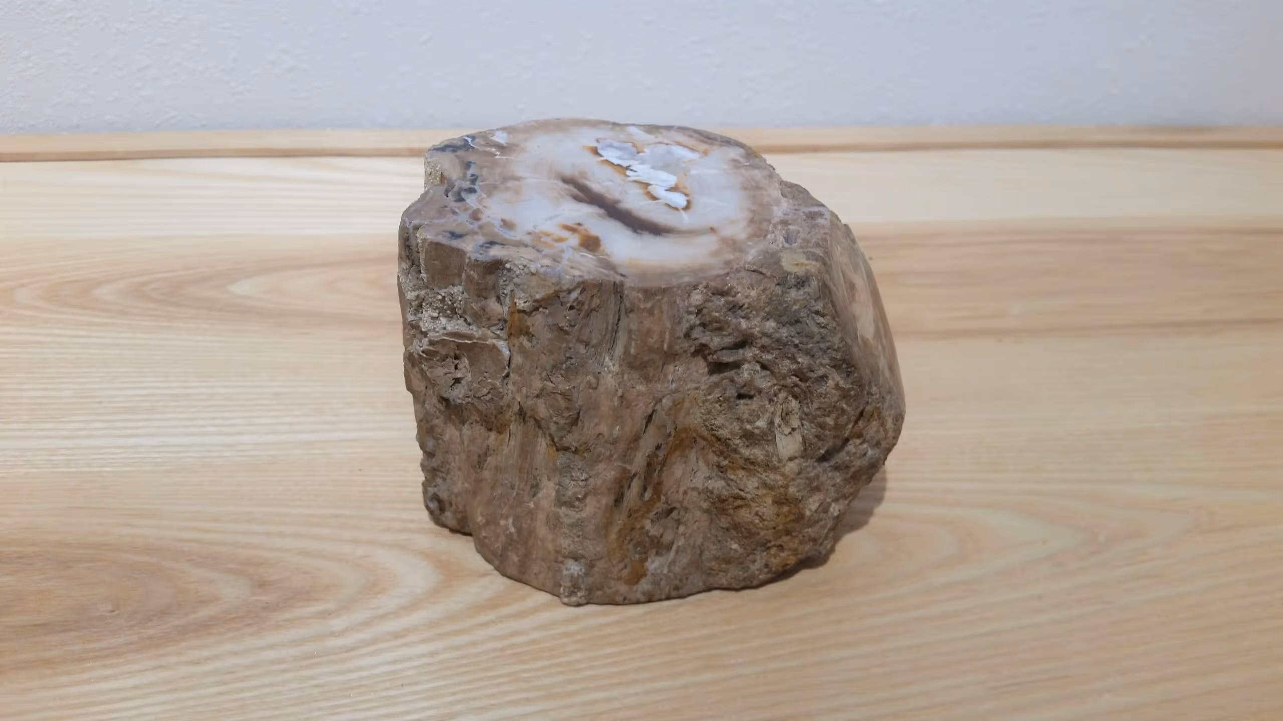 All About Petrified Wood