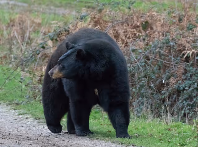 Everything You Need to Know About Black Bears: Part 4