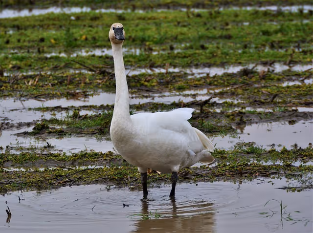 Trumpeter Swans