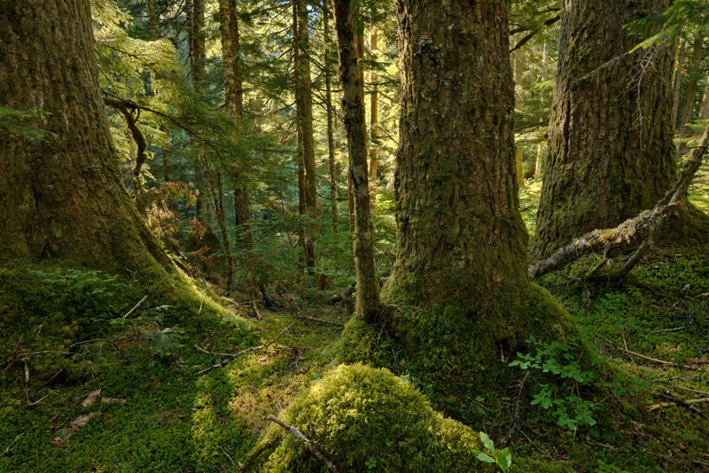 All About Old Growth Forests