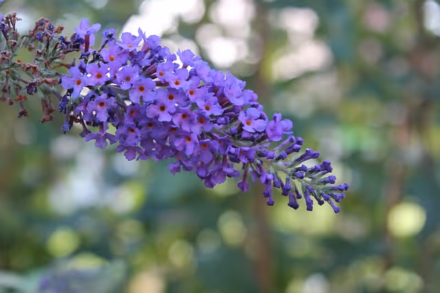 Butterfly Bush