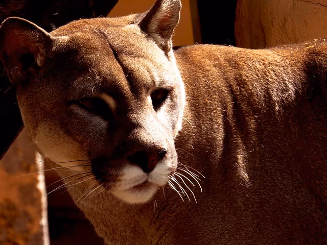 Everything You Need to Know About Cougars: Part 3