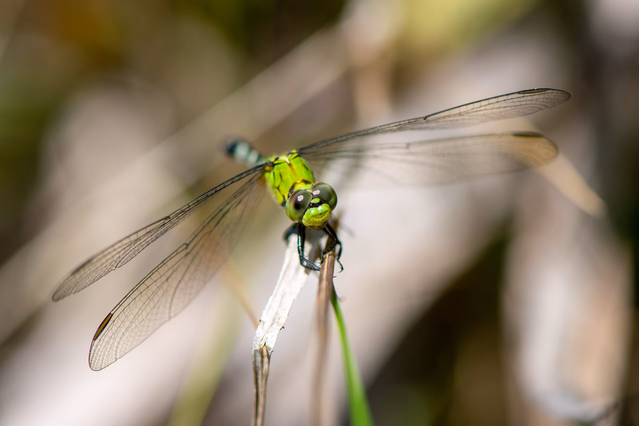 Common Green Darner Dragonfly