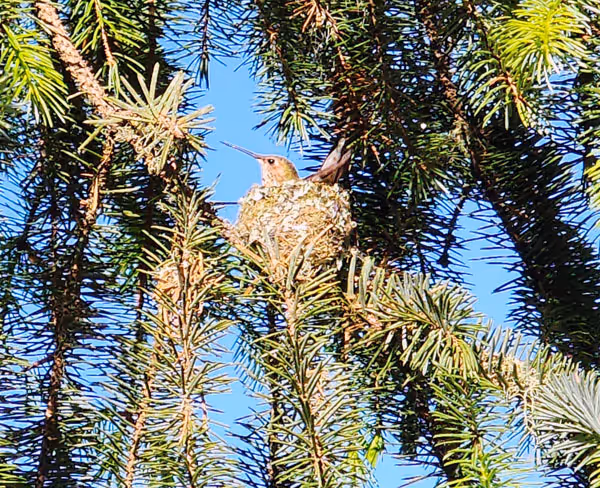 Which Hummingbird Species Built a Nest in our Yard?