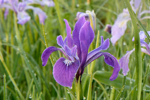Oregon Iris