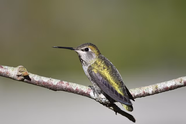Hummingbird Spotlight: Anna’s Hummingbird