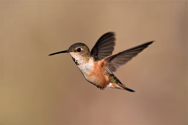 Hummingbird Spotlight: The Rufous Hummingbird