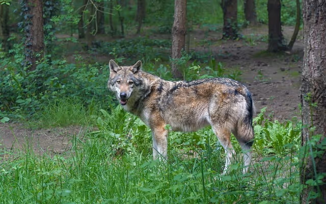 Animals You Probably Won’t Find on the Washington Coast