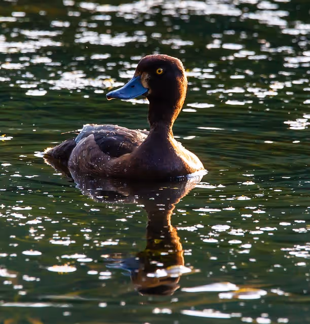 The Greater Scaup