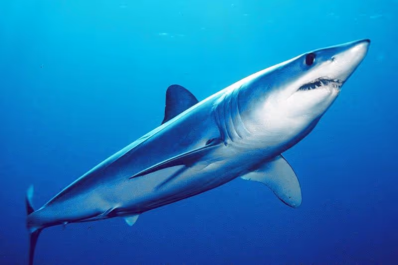 Shortfin Mako Sharks