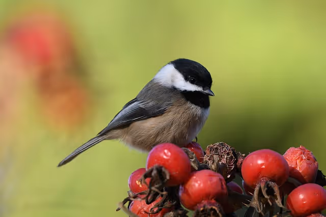 The Black-Capped Chickadee