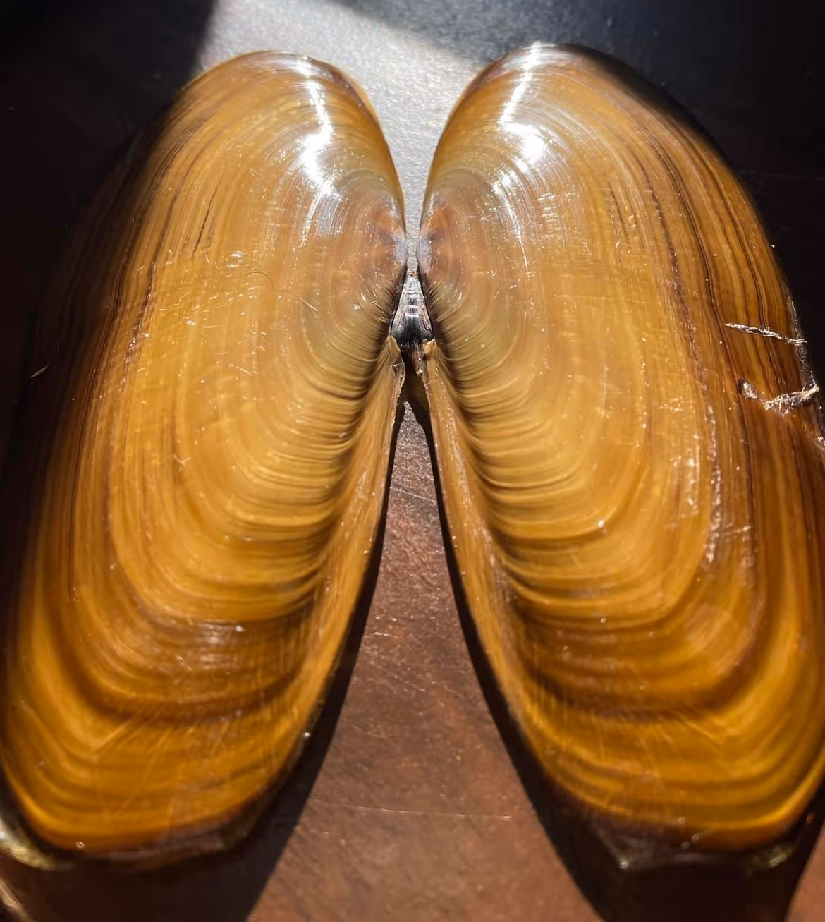 The Enigma of Pseudo-nitzschia