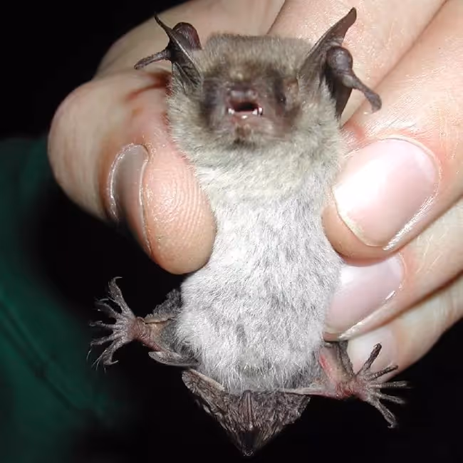 Yuma Myotis