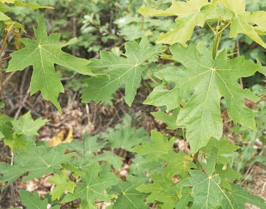 Bigleaf Maple