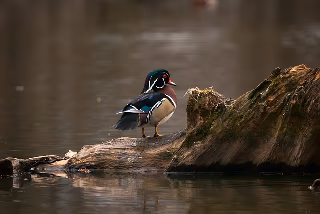 Wood Ducks