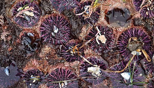 Purple Sea Urchins