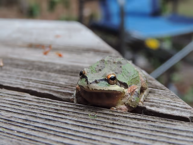 The Pacific Tree Frog: Part 1