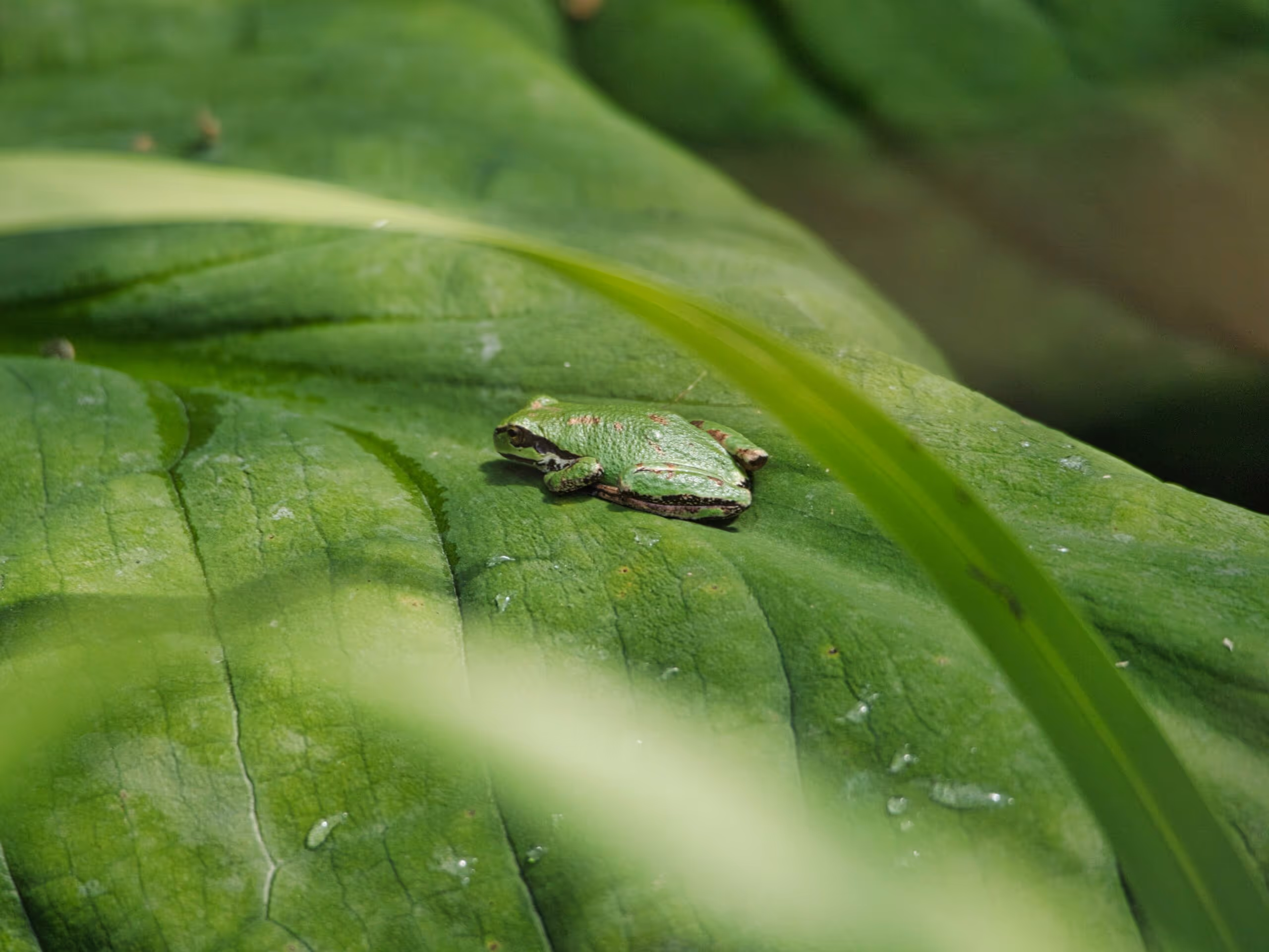 The Pacific Tree Frog: Part 2