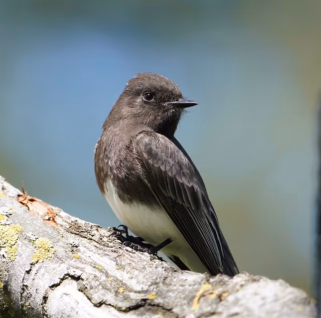 The Black Phoebe: A New Bird Species in Our Region