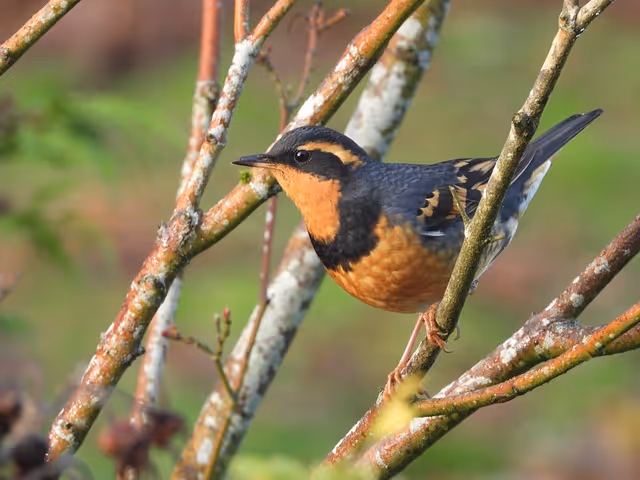 The Varied Thrush