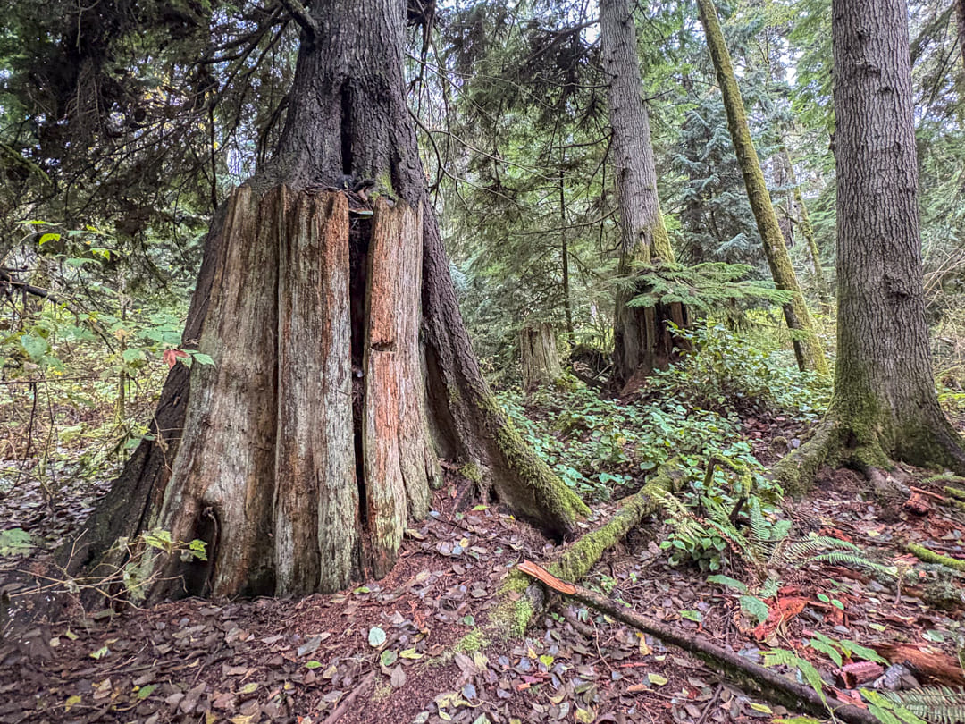 Cedar Nurse Stump