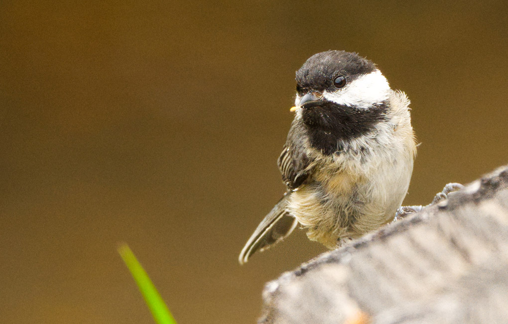 Tidelines: April, 2025