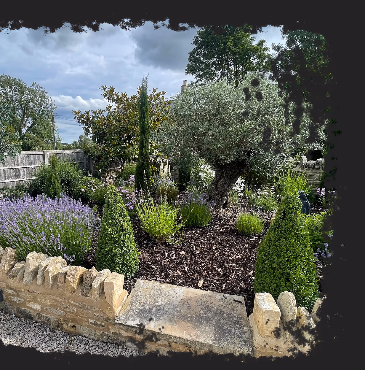 Garden bed with an olive tree, lavender bushes, conical shrubs, and other plants surrounded by a low stone wall.