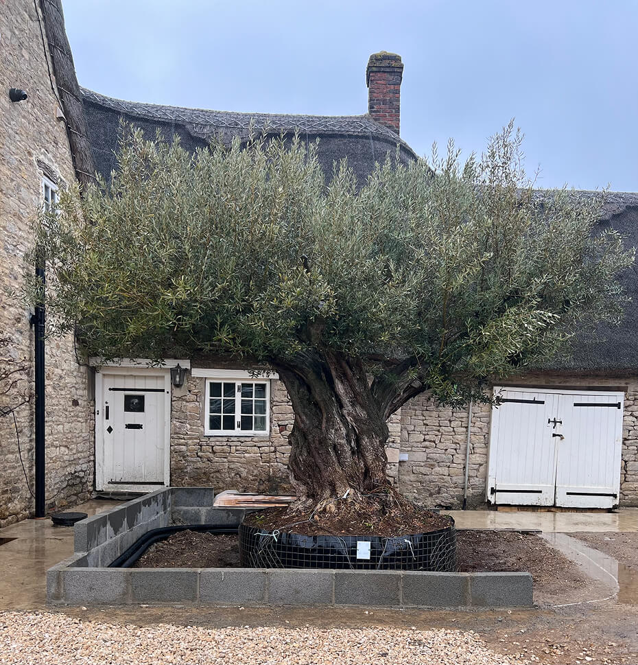 Large olive tree with a thick twisted trunk planted in a raised bed in front of a stone house with white doors and windows.
