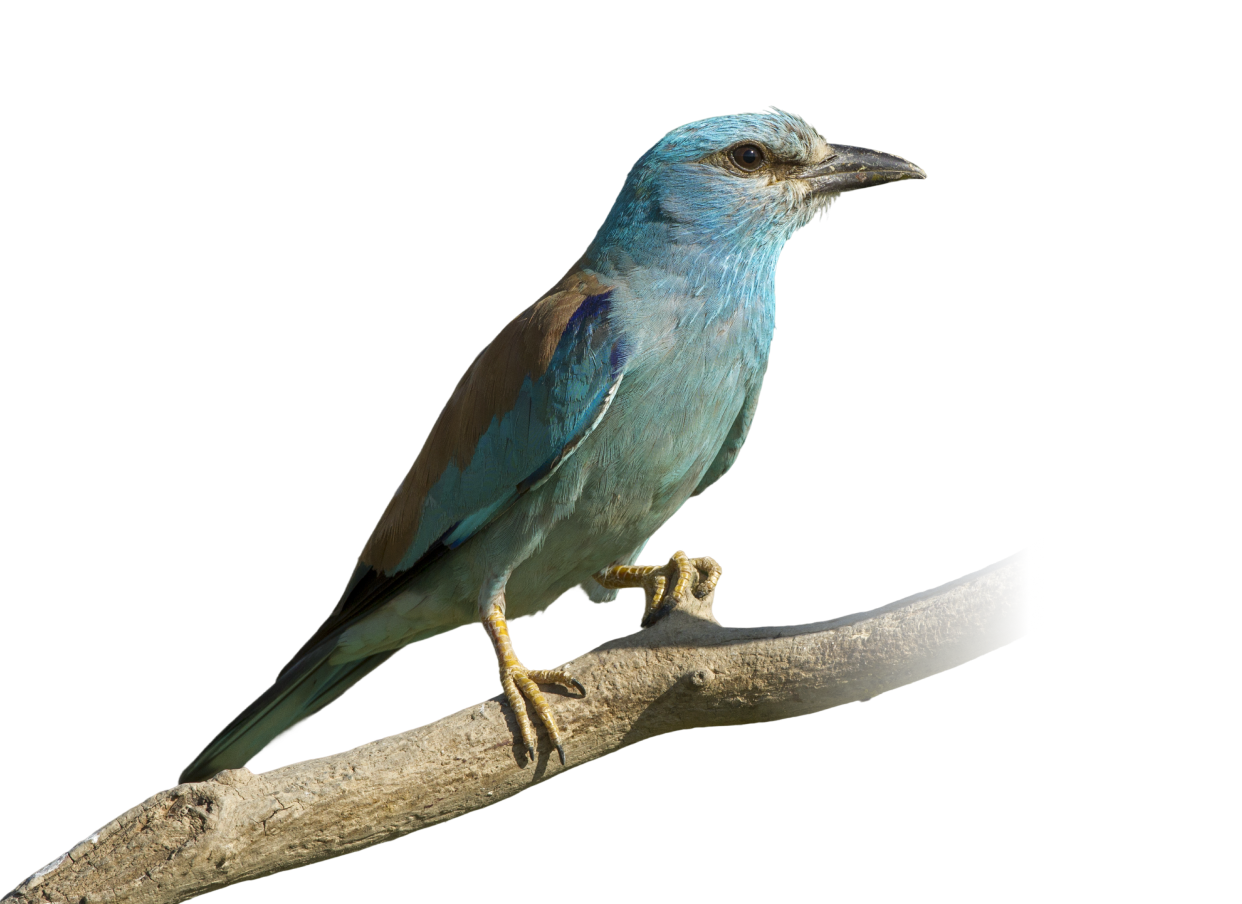 Blue and brown bird perched on a branch with a white background.