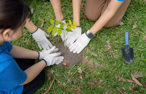 Three people wearing white gloves planting a small tree sapling in the soil on green grass with a small gardening shovel nearby.