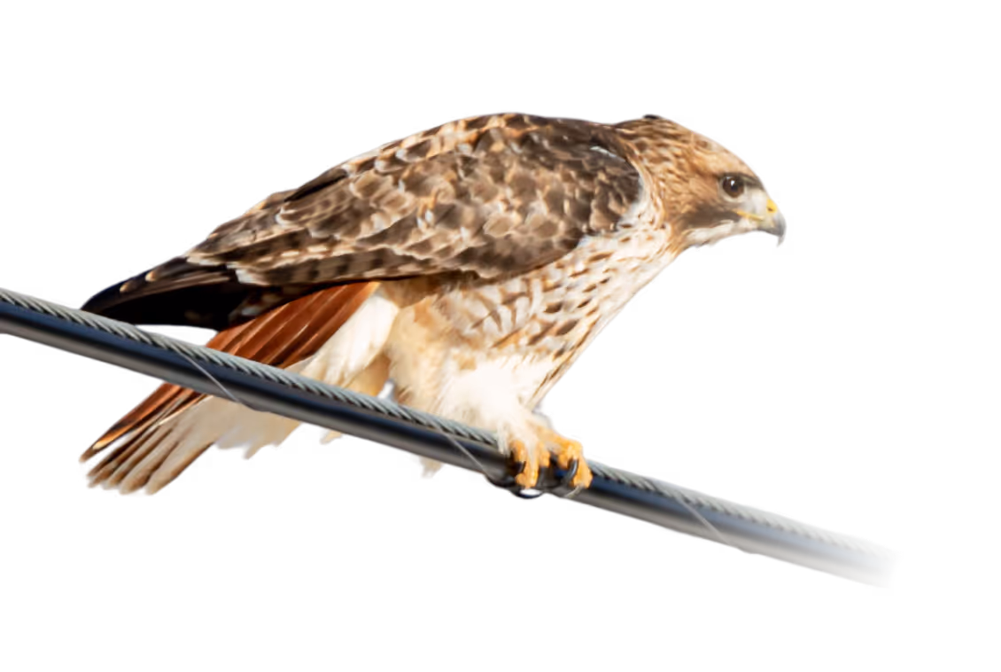 Red-tailed hawk perched on a wire, showing its brown and white feathers and hooked beak.